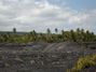 Baby coconuts on the lava