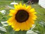 Montana sunflower