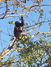Monkey in the tree