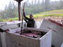 Making wine at Hawley Vineyards