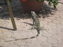 Iguana's browse the patio for fruit