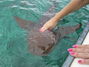 Snorkel trip, petting the nurse shark