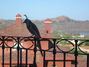 Blue-jay landed right on the deck to the patio during my yoga practice