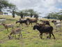 Wild goats roam the Arubian countryside.