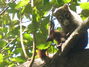 Coati Mundi in the tree