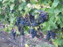 Sonoma wine grapes